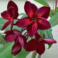 Dark Red Plumeria Seeds - 5 Perennial Flower Plants - Frangipani (Plumeria spp.)