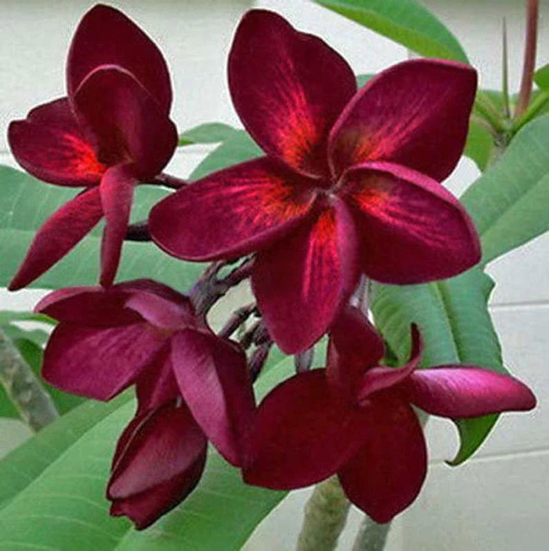 Dark Red Plumeria Seeds - 5 Perennial Flower Plants - Frangipani (Plumeria spp.)
