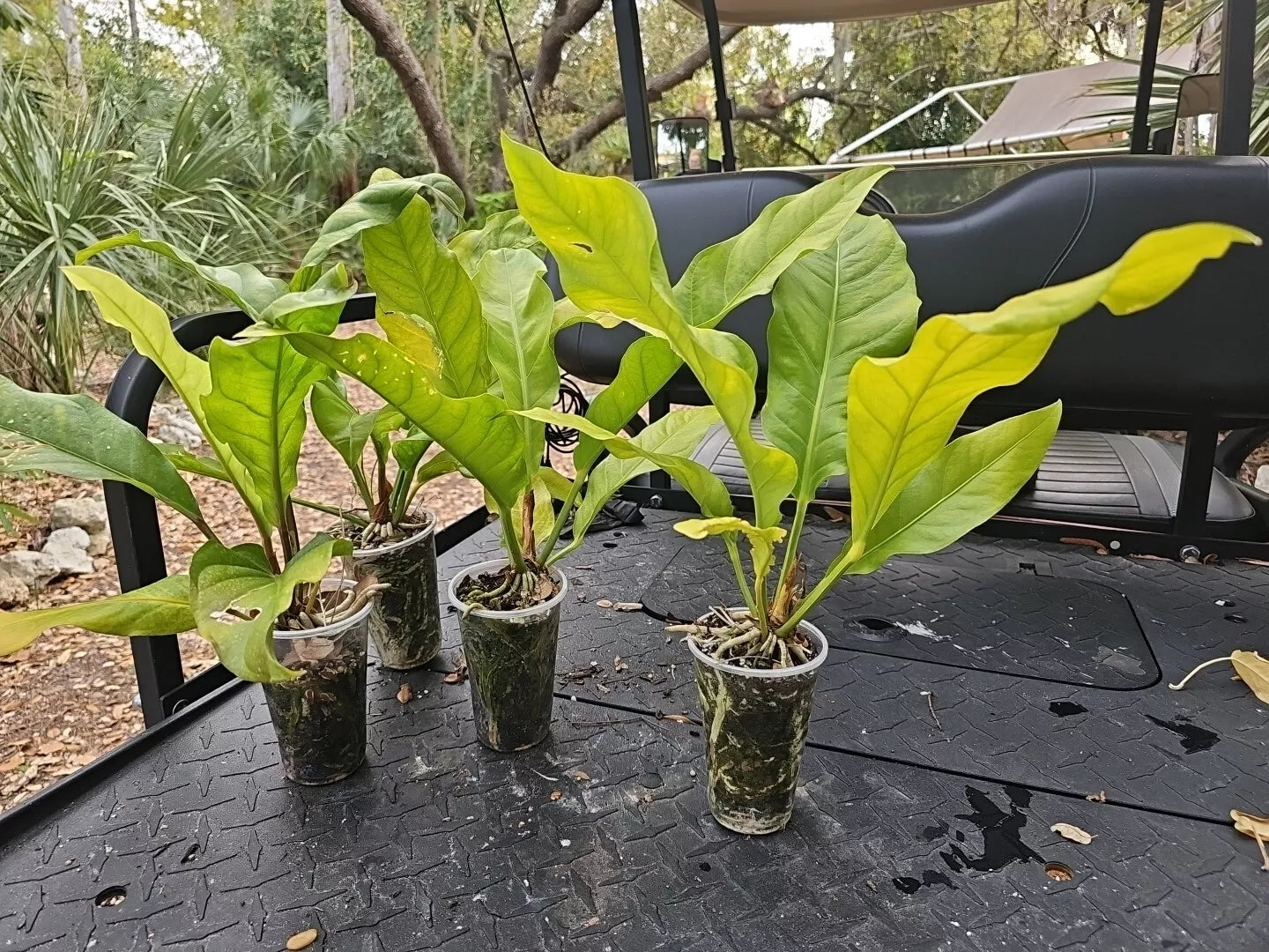 Large Anthurium Plant 4-Year-Old Hookeri Birds Nest Anthurium (Anthurium hookeri)