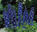 Delphinium Plant - Magic Fountain Series - Dark Blue Variety - Symmetrical Flowers - Delphinium elatum
