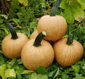 Hot Chocolate Pumpkin Seeds for Planting - 10 Seeds - Cucurbita pepo - Heirloom Variety, Unique Flavor, Organic
