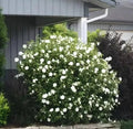 White Rose Mallow Bush Seedling - Hibiscus moscheutos - Hardy Perennial - Tropical White Flowers