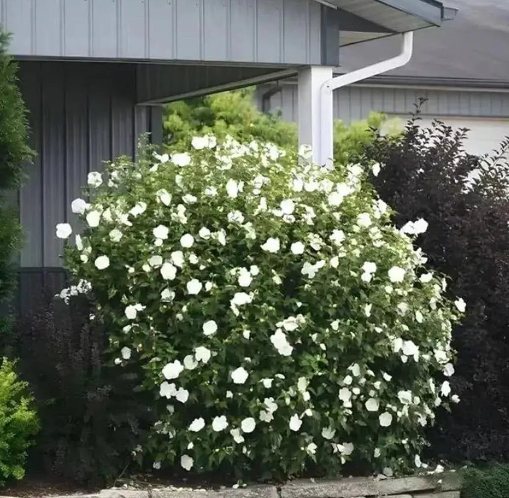 White Rose Mallow Bush Seedling - Hibiscus moscheutos - Hardy Perennial - Tropical White Flowers