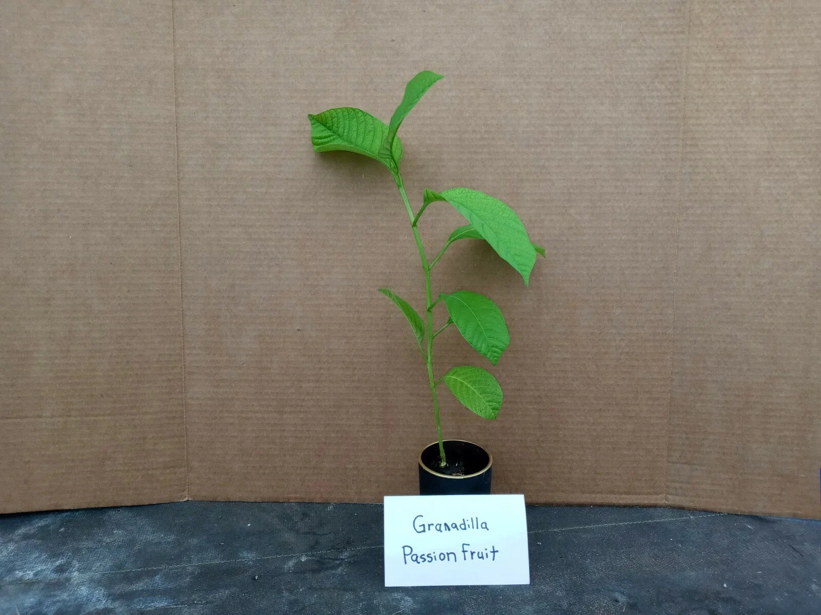 Giant Granadilla Passion Fruit Live Starter Plant Passiflora Edulis