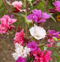 Clarkia Seeds 2000+ Annual Wildflower Bright Mixed Colors Cutflower (Clarkia spp.)