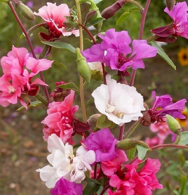 Clarkia Seeds 2000+ Annual Wildflower Bright Mixed Colors Cutflower (Clarkia spp.)