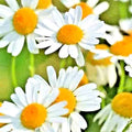 Roman Chamomile Seeds - 200+ Heirloom Perennial Groundcover Seeds - Chamaemelum nobile