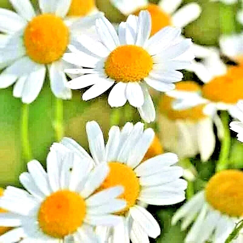 Roman Chamomile Seeds - 200+ Heirloom Perennial Groundcover Seeds - Chamaemelum nobile