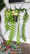Selenicereus Chrysocardium Cuttings - 3 PCS UNROOT Sharktooth Fern - Unique Indoor Plant Decor