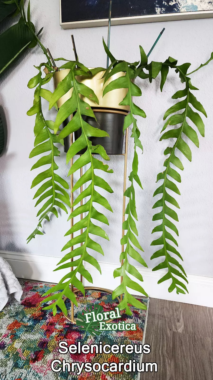 Selenicereus Chrysocardium Cuttings - 3 PCS UNROOT Sharktooth Fern - Unique Indoor Plant Decor