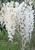 Wisteria Bonsai Starter Plant 6" - 8" Japanese White Wisteria (Wisteria floribunda) BARE-ROOT Plant USA