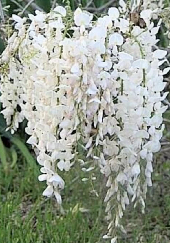 Wisteria Bonsai Starter Plant 6" - 8" Japanese White Wisteria (Wisteria floribunda) BARE-ROOT Plant USA