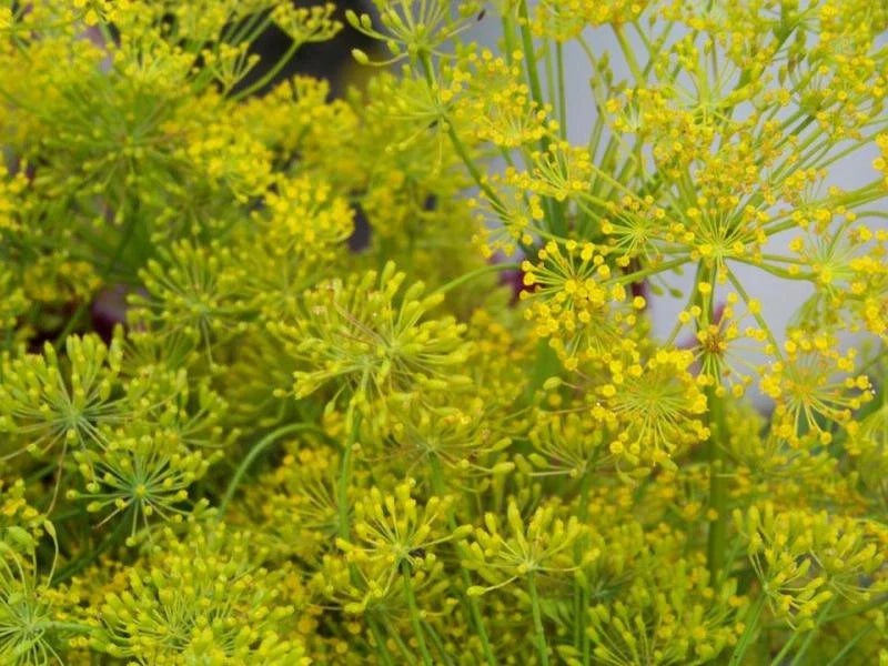 Dill Seeds 360 Count - Bouquet Dill, Organic Herb, GroCo USA - Buy 15, Ships Free
