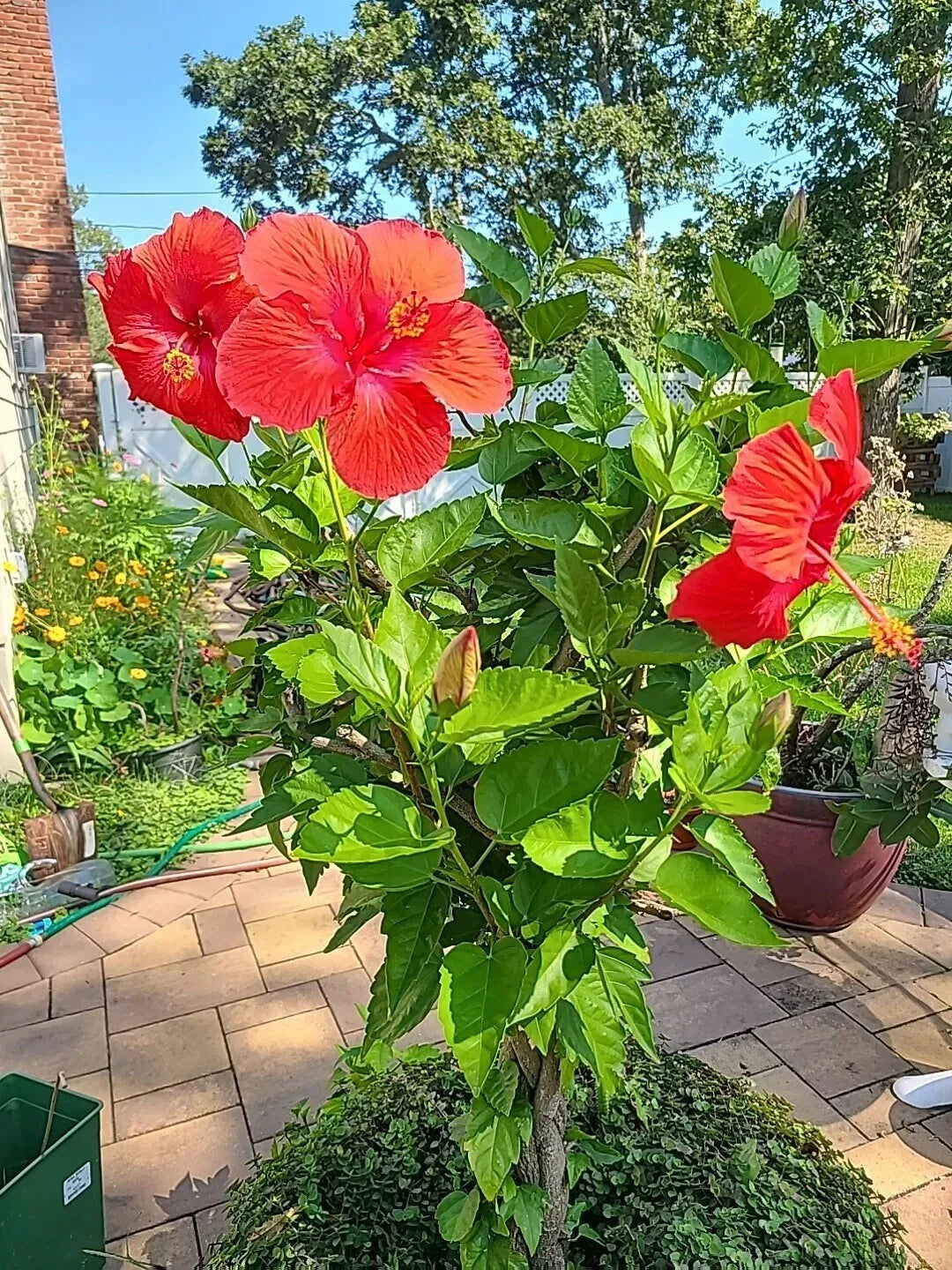 Tropical Hibiscus Plant Cuttings 4-Pack - Hibiscus rosa-sinensis - Vibrant Flowering Variety for Gardens and Landscapes