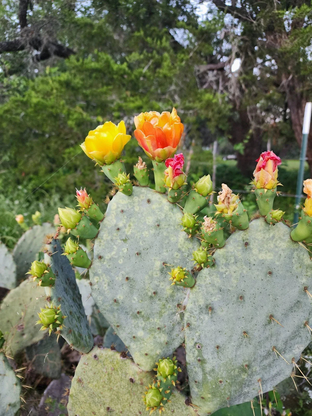 Prickly Pear Cactus Plant - Spiny Succulent Variety - Opuntia Ficus-Indica