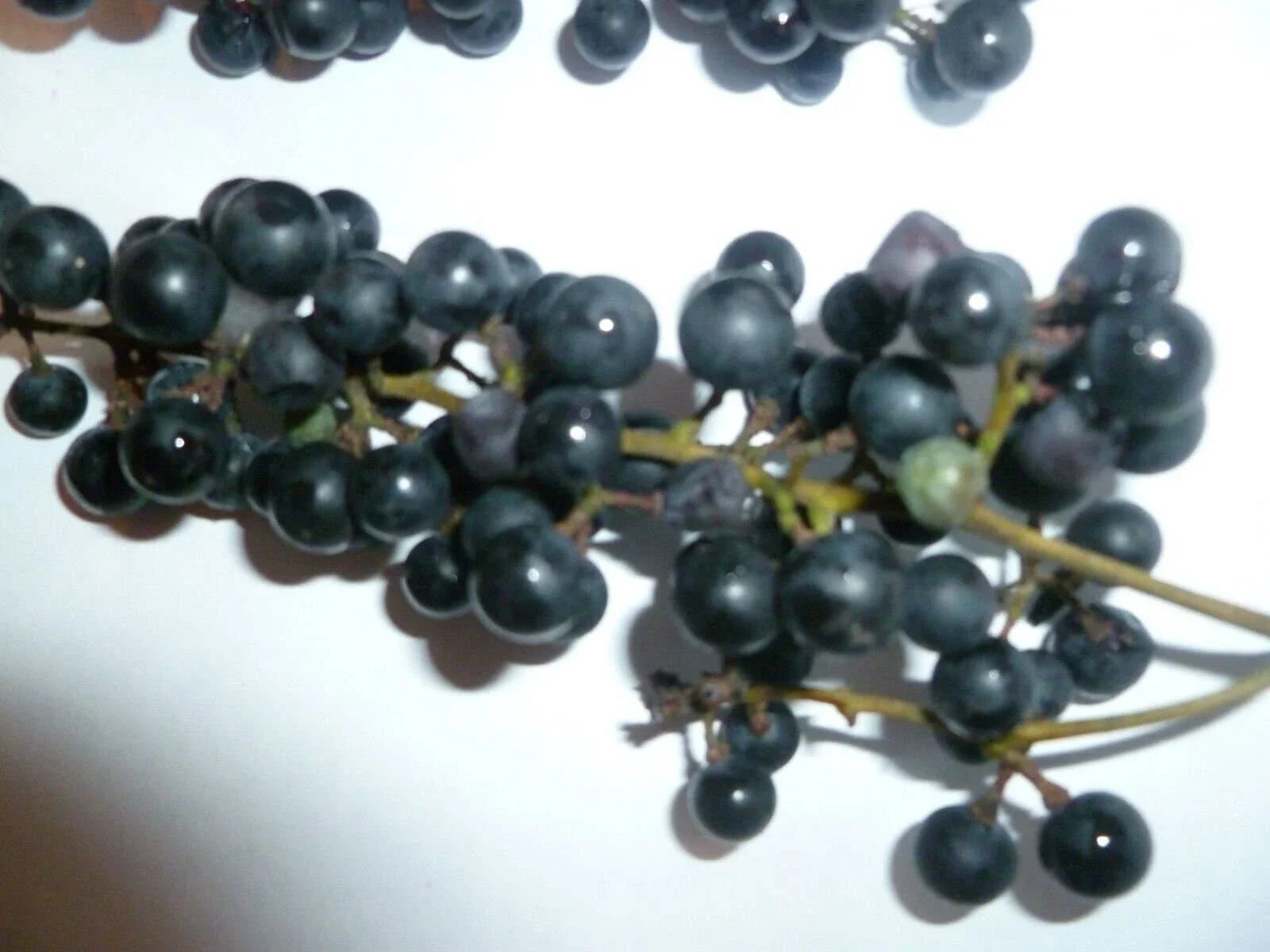 Wild Grape Seeds - 10 Organic Vitis aestivalis - Heirloom Variety - Free Shipping