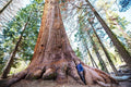 Giant Sequoia Tree Seeds - 40 California Redwood Seeds - Sequoiadendron sempervirens - Native Trees for Planting