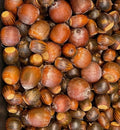 Red/White/Pin/Sawtooth Oak Acorns Seeds, 10+ Count, Quercus spp., 2024 Harvest for Planting
