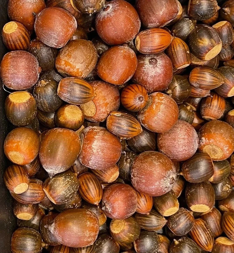 Red/White/Pin/Sawtooth Oak Acorns Seeds, 10+ Count, Quercus spp., 2024 Harvest for Planting