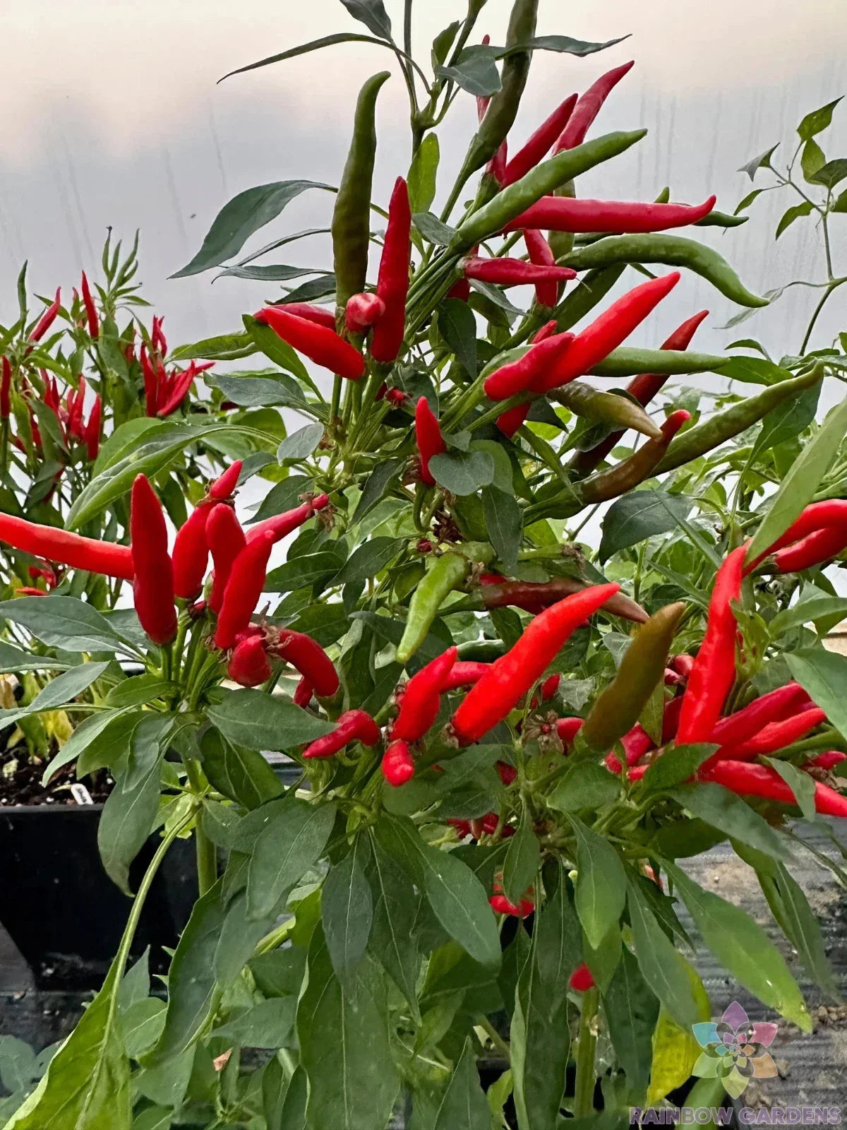 Thai Dragon Hot Pepper Seeds - 25+ Pack for Garden Planting - Capsicum annuum - USA Grown, Free Shipping