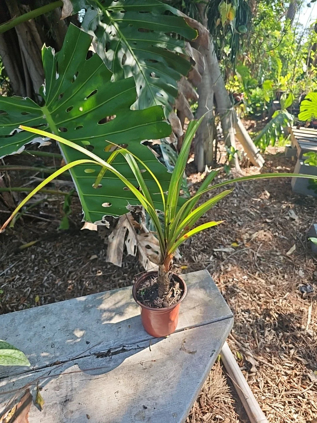 Screw Pine Plant in 5" Pot - Pandanus utilis - Tropical Indoor/Outdoor Tree, Low Maintenance, Unique Foliage