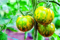 Green Zebra Tomato Seeds - 100+ Seeds, Heirloom Variety, Green Striped Fruit, Solanum lycopersicum, USA Grown