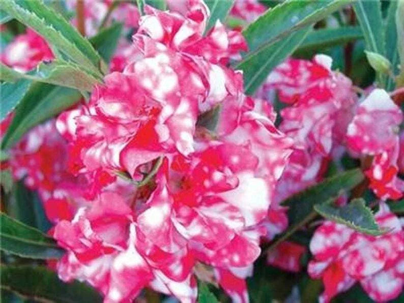 Peppermint Stick Impatiens Seeds - 50 Flower Seeds for Annual Blooms - Impatiens walleriana