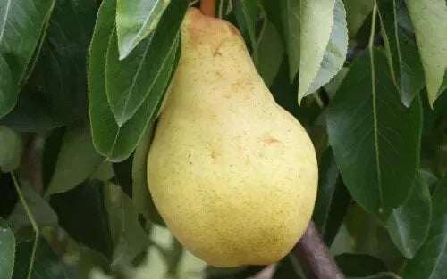 25+ Bartlett Pear Seeds for Planting - Pyrus communis - USA Grown, Organic, Heirloom Variety - Free Shipping