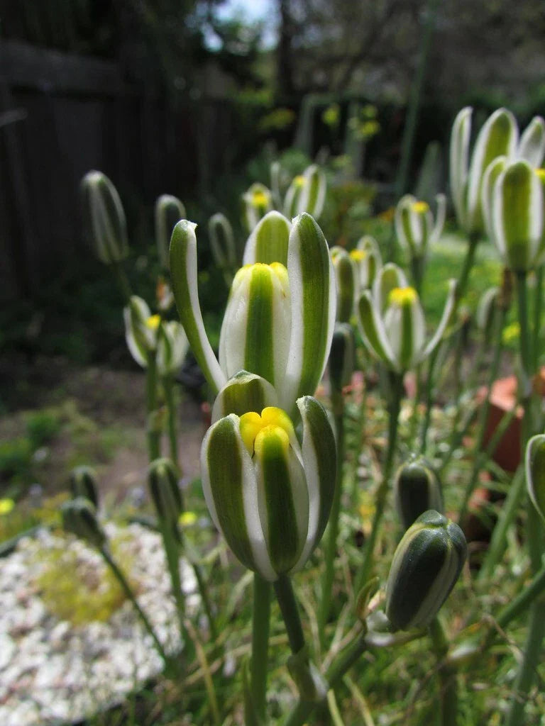 Albuca Namaquensis "Augrabies Hill" - 4" Diameter Potted Rare Plant