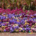 Matrix Coastal Sunrise Mix Pansy Seeds - 200+ Premium Viola Seeds for Vibrant Garden Blooms - Free Shipping