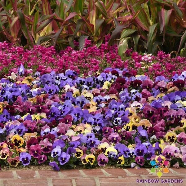 Matrix Coastal Sunrise Mix Pansy Seeds - 200+ Premium Viola Seeds for Vibrant Garden Blooms - Free Shipping