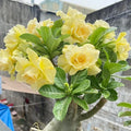 Double-Yellow Desert Rose Starter Plant - Adenium Obesum - No Pot - Succulent Indoor Plant