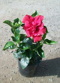 Diamond Head Hibiscus Starter Plant - Small Rooted - Hibiscus rosa-sinensis - Tropical Flowering Variety