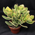 Jade Lemon & Lime Plant Starters, 4-6 Inches, Rooted Cuttings, Crassula Ovata, Indoor/Outdoor Succulent Plants