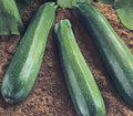 Spineless Beauty Zucchini Seeds - Fresh Squash Seed for Easy Gardening - Cucurbita pepo