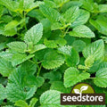 Lemon Mint Seeds | Heirloom Non-GMO Lemon Bee Balm | Monarda citriodora | Free Shipping
