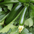 Dark Green Zucchini Squash Seeds 20 Ct NON-GMO Heirloom Cucurbita pepo - US Seller, Free Shipping