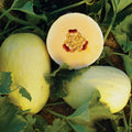 Crenshaw Melon Seeds | Heirloom Non-GMO Variety | Cucumis melo | Organic Seed Store