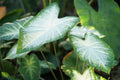 Caladium Bulbs for Planting - Elephant Ears, Fancy Varieties - Perennial Hosta (Caladium spp.)