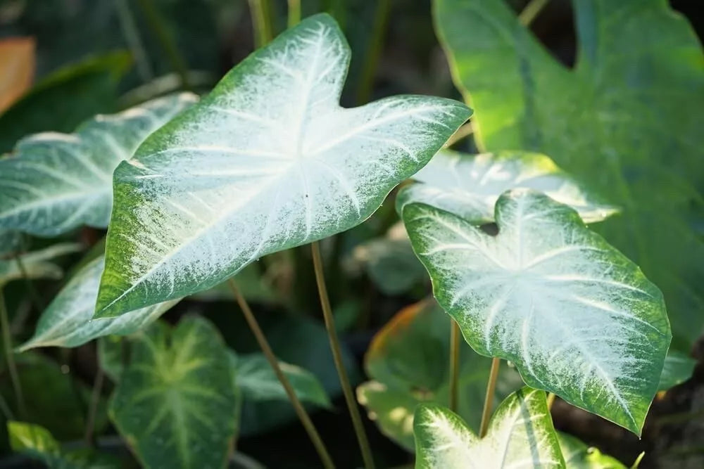 Caladium Bulbs for Planting - Elephant Ears, Fancy Varieties - Perennial Hosta (Caladium spp.)