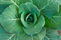 Collard Green Seeds - 100 Pack - Georgia Collards - High Yield, Great Taste - Brassica oleracea var. viridis