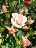 Fragrant White Swany Rose Shrub - 5 Stems 4-8 Inches for Planting - Rosa 'Swany' - US