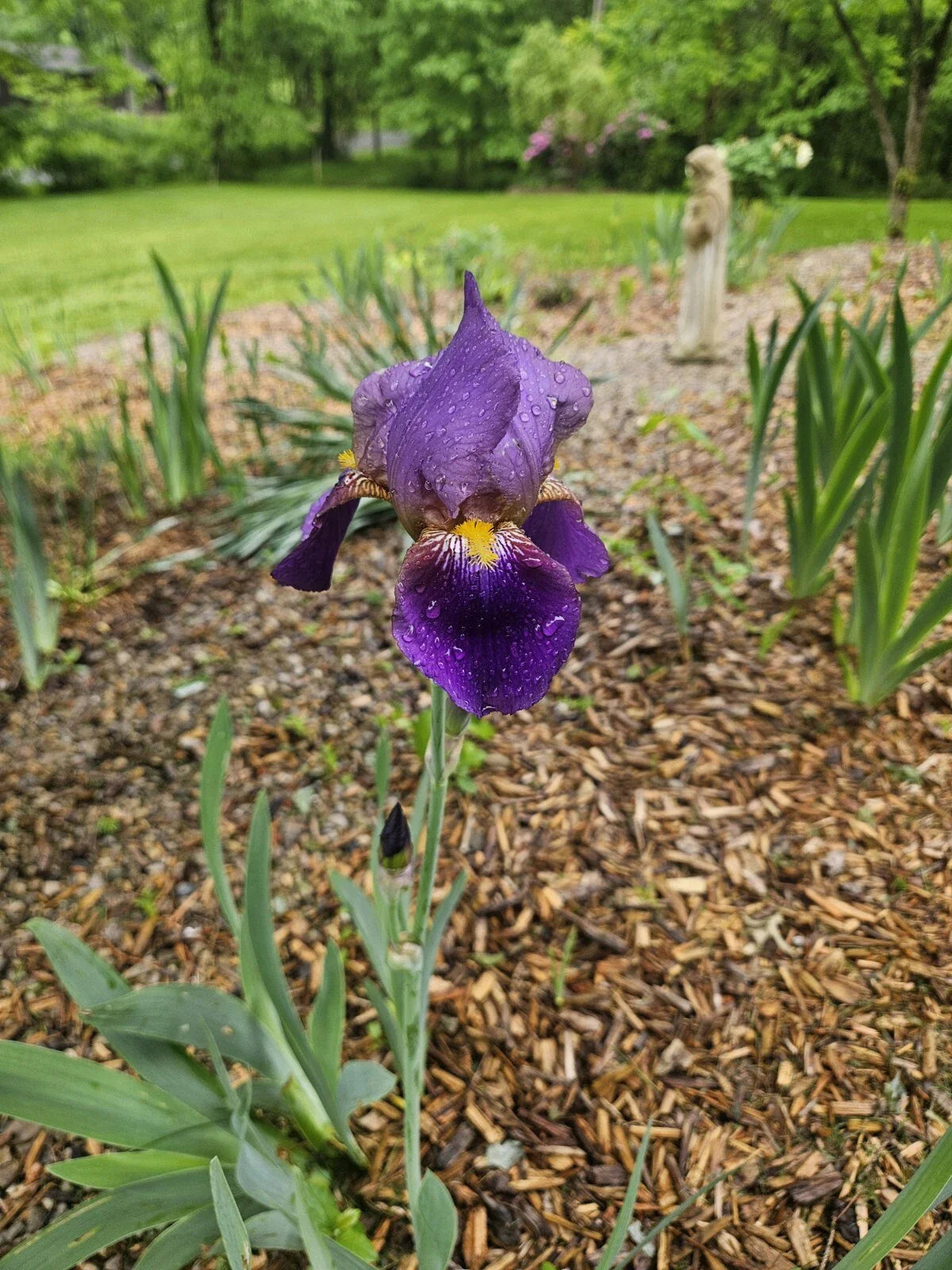 Purple Bearded Iris Rhizome | Tall Heirloom Bulb | Bare Root | Iris germanica | 1 Rhizome for Garden Elegance