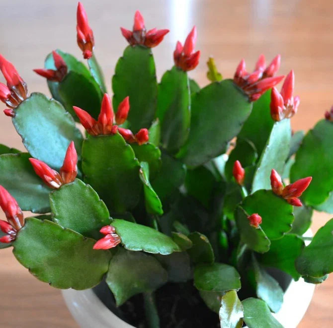 Easter Cactus 2-4" Red Rhipsalidopsis gaertneri Live Plant