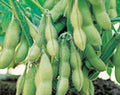 Organic Edamame Seeds - Midori Giant Soybean Variety (Glycine Max) - Non-GMO Japanese & Chinese Cultivar