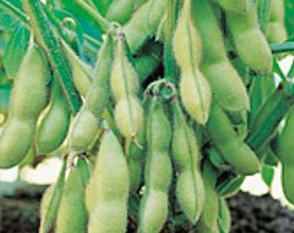 Organic Edamame Seeds - Midori Giant Soybean Variety (Glycine Max) - Non-GMO Japanese & Chinese Cultivar