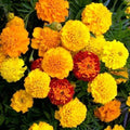 French Marigold Seeds - Petite Mix Double Dwarf Flowers - Heirloom Non-GMO - 200 Seeds - Tagetes patula