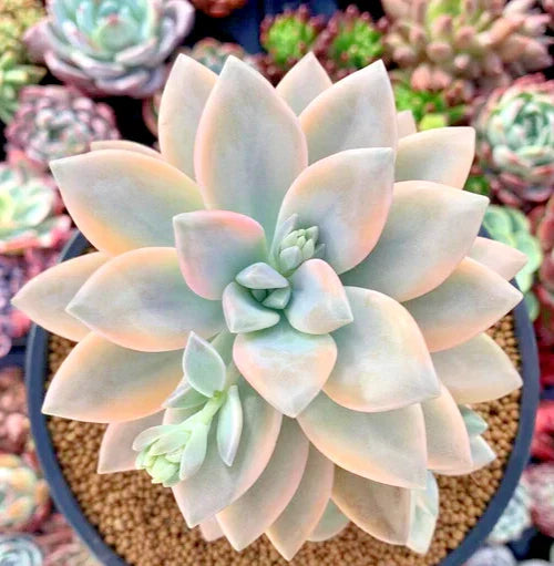 Graptopetalum Paraguayense 'Jester' - 2.5" Potted Succulent Plant, Unique Colorful Leaves, Easy Care Houseplant