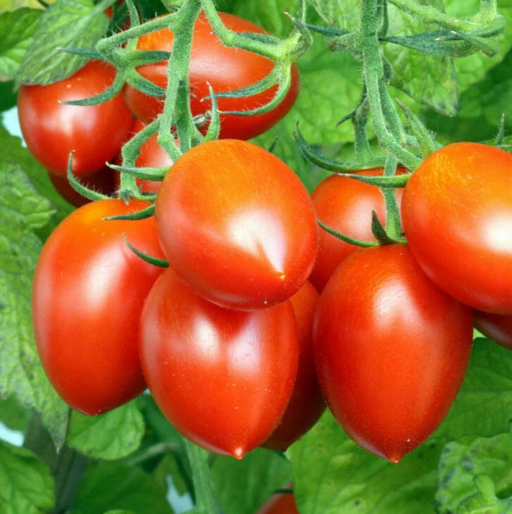 Roma VF Tomato Seeds | Italian Plum San Marzano | Amish Paste Vegetable Seed 2025