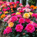 Moss Rose Double Mix Color Seeds - 200 Pack - Portulaca Grandiflora Flower Seeds